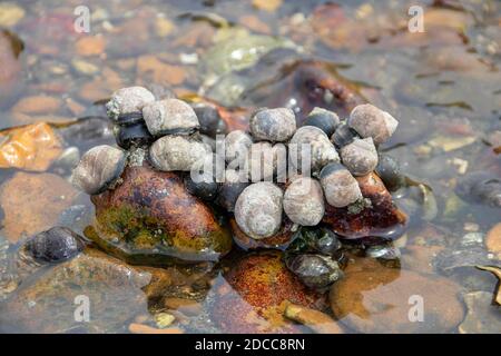 pervinili comuni su una roccia in mare Foto Stock