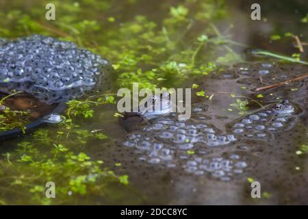 Due rane comuni Rana temporaria con la testa sopra l'acqua in un giardino stagno circondato da grappoli di rana spargevano a Spring, Yorkshire Regno Unito Foto Stock