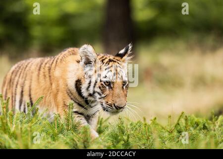 Ritratto della tigre uriana in un paesaggio selvaggio autunnale in giornata di sole. Tigre di Ussuri. Il maestro della taiga. La tigre siberiana. Una giovane tigre nella fauna selvatica. Foto Stock