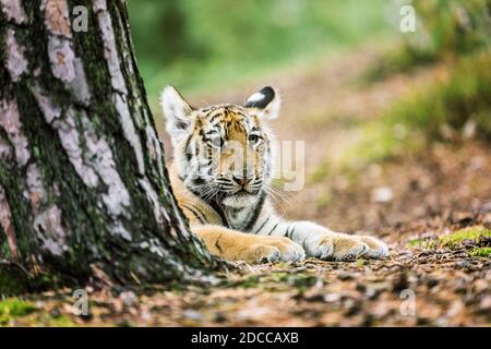 Tigre di Ussuri. Il maestro della taiga. La tigre siberiana. Ritratto della tigre uriana in un paesaggio selvaggio autunnale in giornata di sole. Una giovane tigre nella fauna selvatica. Foto Stock