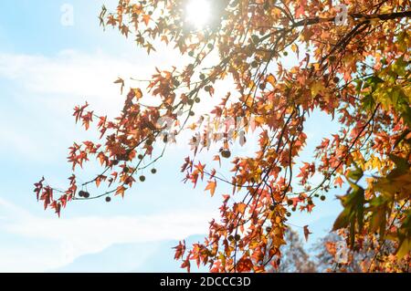 Le foglie rosse e i frutti di un castagno su Il lungolago di Omegna sul Lago d'Orta Foto Stock