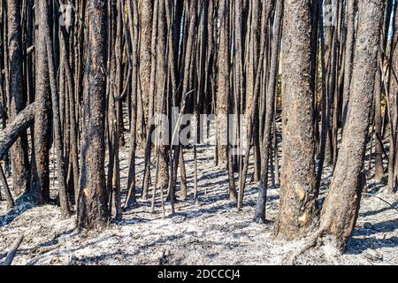 Miami Florida, Pennsuco West Okeechobee Road, fuoco alberi danneggiati cenere combustione controllata Everglades bordo, Foto Stock