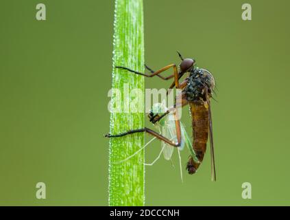 Empis livida Foto Stock