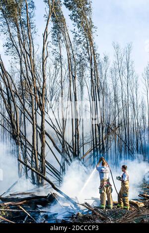 Miami Florida, Pennsuco West Okeechobee Road, fuoco danneggiato alberi cenere bruciare controllato, pompieri vigili del fuoco Everglades bordo fumo, Foto Stock