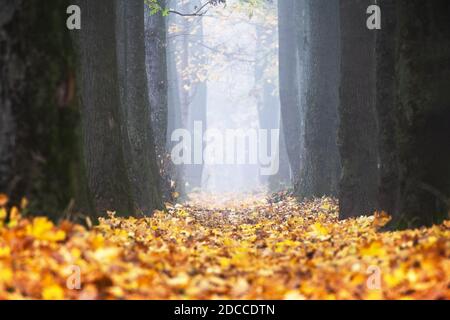 Maestoso vicolo di acero e quercia con folliage giallo e arancione in autunno. Scenografia d'autunno pittoresca Fotografia del paesaggio Foto Stock