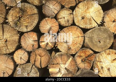 Un mucchio di legna da ardere accatastata. Una pila di alberi tritati. Sfondo naturale Foto Stock