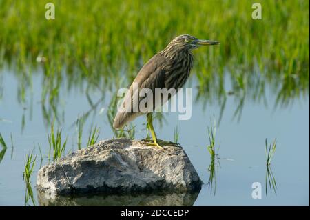 Chinese Pond Heron in piedi su una roccia di osservazione per il pesce Foto Stock