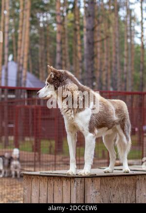 Cane Husky siberiano sdraiato su una casa di legno. Il cane sta sdraiato, annoiato. Foto Stock