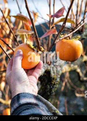 Primo piano della mano dell'agricoltore che raccoglie i persimmoni dall'albero in autunno. Agricoltura tradizionale. Foto Stock