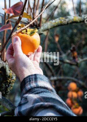 Primo piano della mano dell'agricoltore che raccoglie i persimmoni dall'albero in autunno. Agricoltura tradizionale. Foto Stock