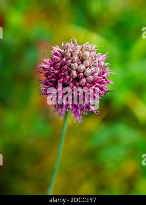 Close up of allium flower Foto Stock