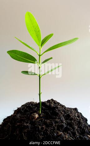 Freschezza il verde delle foglie di alloro alessandrino pianta giovane germoglio nel suolo nero Foto Stock