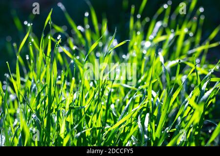 bella erba verde con gocce di rugiada, bokeh splendente sotto i raggi del sole, su uno sfondo scuro. Foto Stock