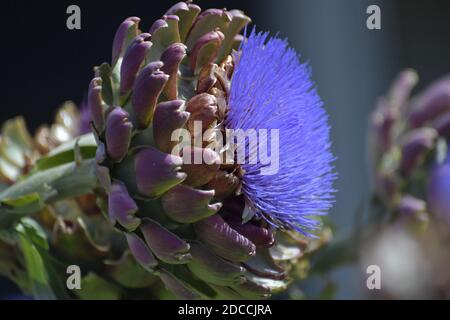 Il carciofo globo, conosciuto anche con i nomi di carciofo francese e carciofo verde. Foto Stock