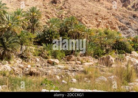 Paesaggio di oasi Wadi Tiwi con montagne e palme nel Sultanato dell'Oman. Foto Stock