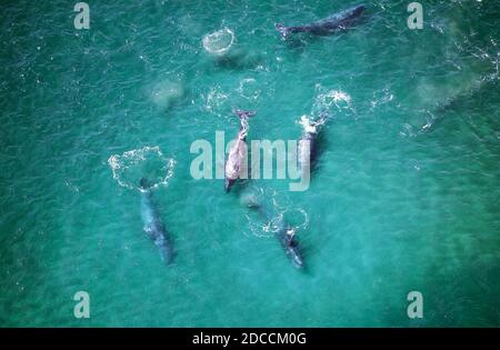 Balena Grigia o balena grigia Eschrichtius robustus, vista aerea del Groupe, Baja California IN MESSICO Foto Stock