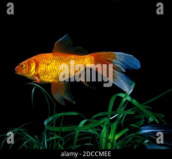 COMET GOLDFISH Carassius auratus, adulti Foto Stock