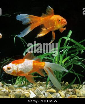 COMET GOLDFISH Carassius auratus, coppia di adulti Foto Stock