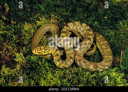 Re cinese RATSNAKE elaphe carinata, adulti Foto Stock