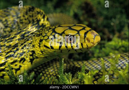 Re cinese RATSNAKE elaphe carinata, ritratto di adulto Foto Stock