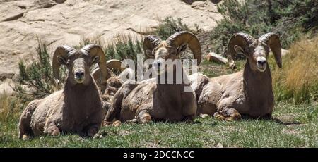 I montoni di Bighorn del deserto maturo riposano in un canyon nello Utah. Foto Stock