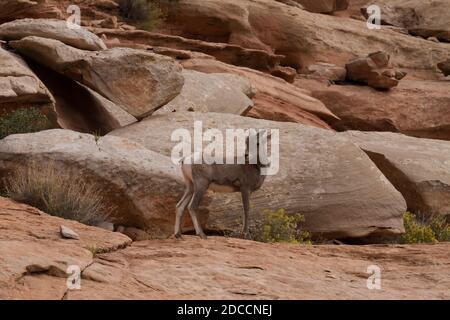 Un agnello maschile del deserto del Bighorn sale sulle pareti di arenaria di un canyon nel sud dello Utah. Foto Stock