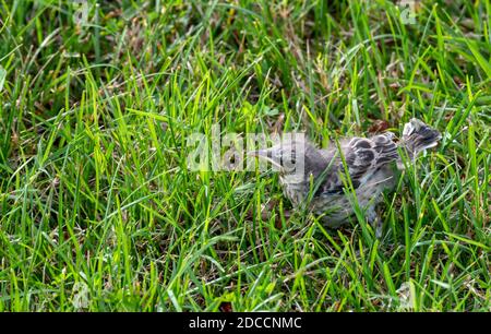 Questo piccolo uccello del bambino sembra essere perso nell'erba in un cortile del Missouri. Forse cadde dal suo nido. Effetto bokeh. Foto Stock