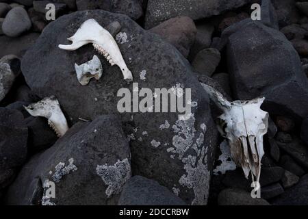 Le pecore rimangono nella campagna islandese Foto Stock