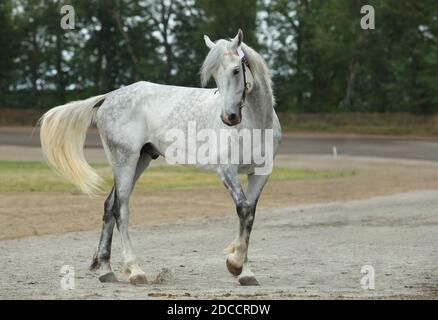 Ritratto di cavallo grigio andaluso su sfondo blu cielo Foto Stock