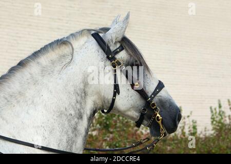 Ritratto di cavallo grigio andaluso su sfondo blu cielo Foto Stock