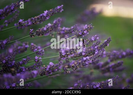 Fiori di lavanda e gambi su uno sfondo fuzzy, api in un thicket di piante, zoom, bokeh Foto Stock
