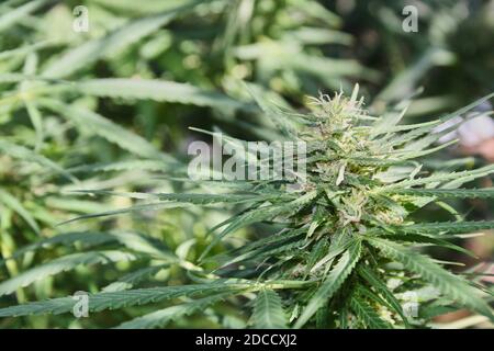 fotografia di piante di marijuana Foto Stock