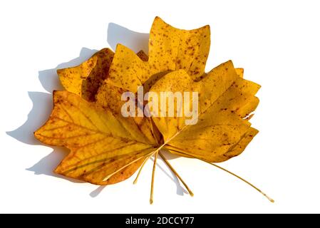 Composizione autunnale - mazzo di foglie secche di autunno giallo dell'albero di tulipano, su sfondo bianco. Vista dall'alto Foto Stock