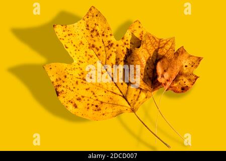 Composizione autunnale - giallo autunno foglie secche del tulipano, tre foglie in scala dal più piccolo al più grande su sfondo giallo. Vista dall'alto Foto Stock