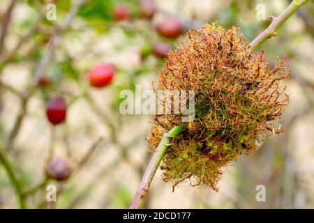 Primo piano della gallina ingrassata dal Bedeguar Gall Wasp (diplolepsis rosae) su un ramo di una pianta di Rosa canina (rosa canina) come vivaio per le sue larve. Foto Stock