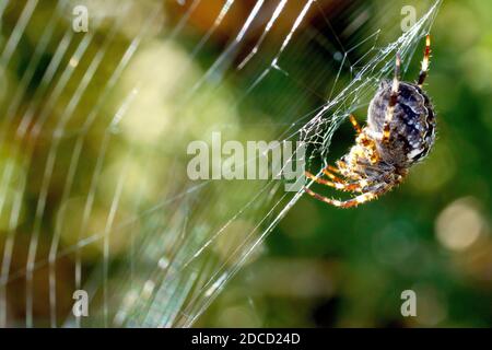 Common Garden Spider (araneus diadematus), primo piano di uno dei ragni più comuni del Regno Unito appeso alla parte inferiore della sua rete o rete di distribuzione. Foto Stock