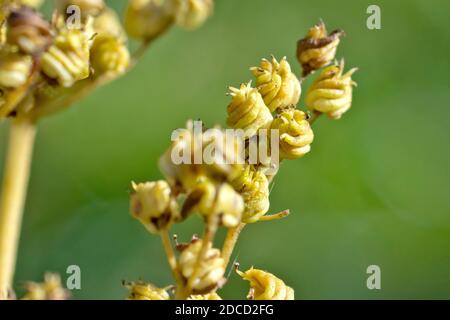 Meadowsweet (filipendula ulmaria), primo piano dei baccelli arricciati e ritorti o frutti della pianta. Foto Stock