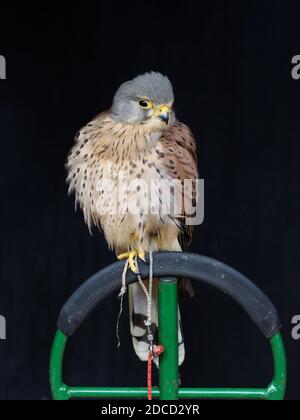 Un kestral prigioniero si siede su un perch. Foto Stock