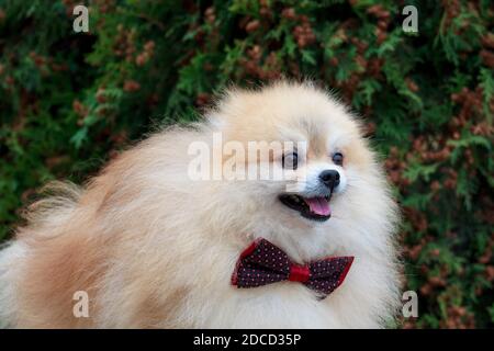 Cucciolo di Pomerania in una bella cravatta di prua. Animali domestici. Foto Stock