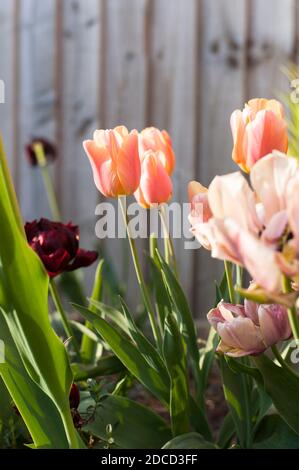 Tulipa 'Apricot Impression' in fiore Foto Stock