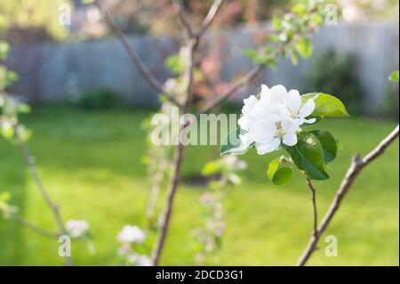 Mela, Malus domestica ‘Diavolo Rosso’ fiorisce su un albero giovane in primavera Foto Stock