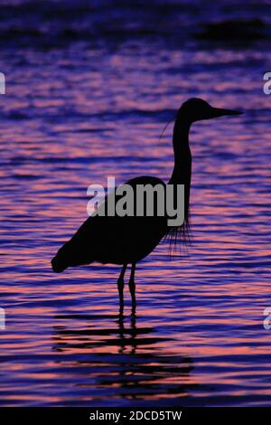 Grande airone blu avvistato al tramonto a Third Beach vicino Vancouver Foto Stock