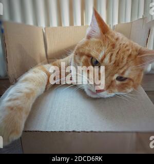 Un gatto adulto tabby zenzero si siede in una scatola di cartone Foto Stock