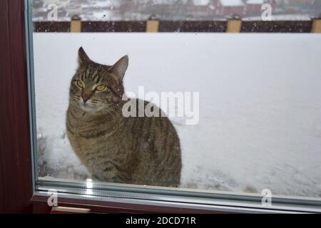 Un gatto seduto di fronte a una finestra Foto Stock