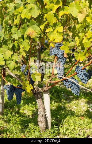 Uve rosse mature in vigneto francese, Bordeaux. Foto Stock