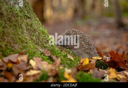 Hedgehog, nome scientifico: Erinaceus Europaeus. Riccio selvatico ed europeo in autunno, che pepa su un cumulo di alberi ricoperti di muschio con foglie d'autunno dorate Foto Stock