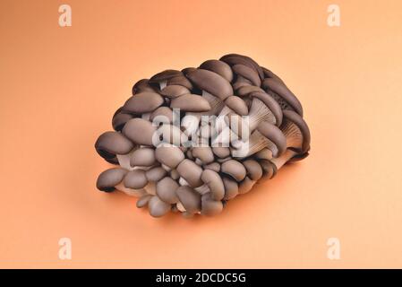 Funghi di ostrica naturale commestibili, su fondo arancione, funghi per cucinare e marinate, funghi coltivati artificialmente, spazio di primo piano e copia Foto Stock