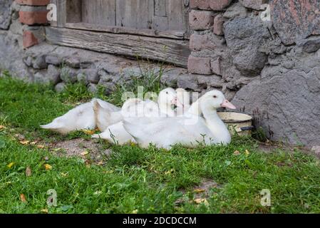 Anatre in fattoria nel Voivodato Masoviano, Polonia Foto Stock