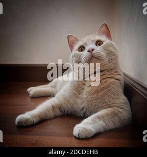 Un gatto color pesca con gli occhi color ambra si trova sul pavimento Foto Stock