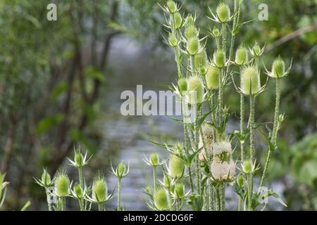 Il cardo verde sul lato di una strada di campagna Foto Stock